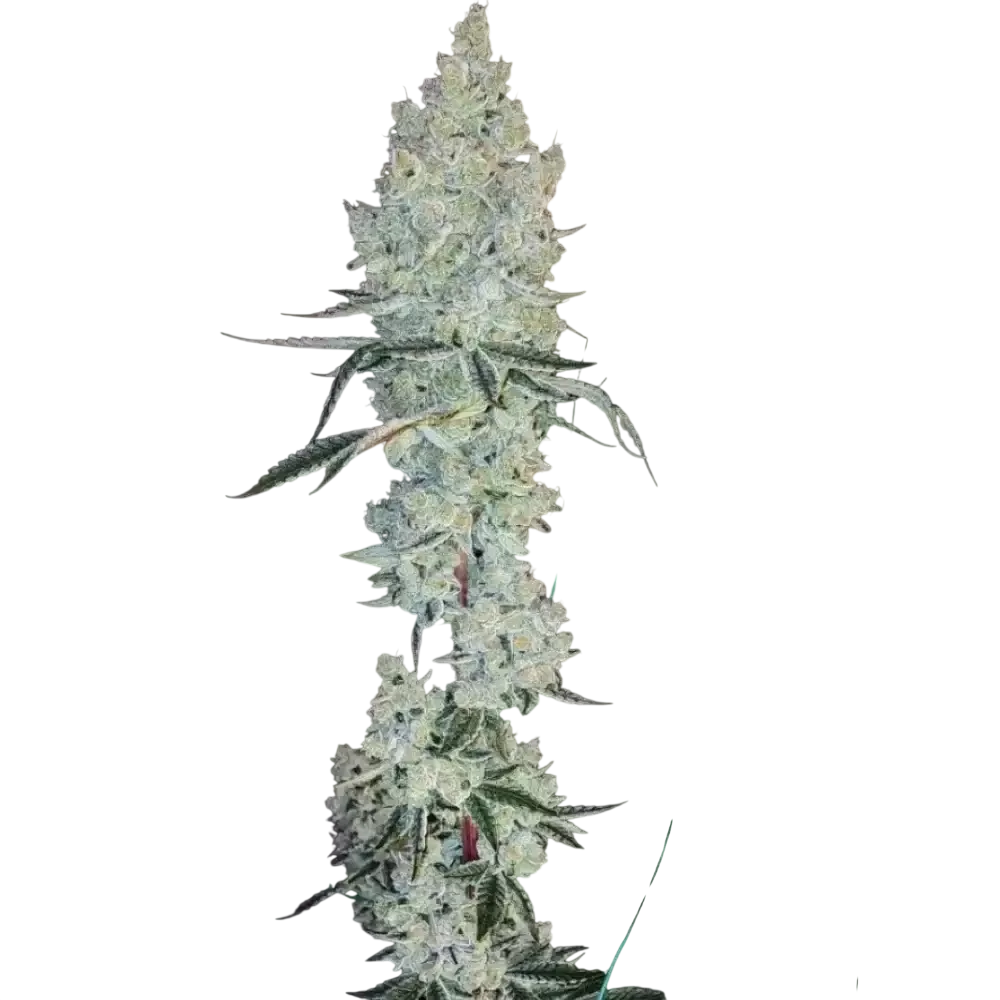 Lemon Cherry Pie R1 – Produktansicht