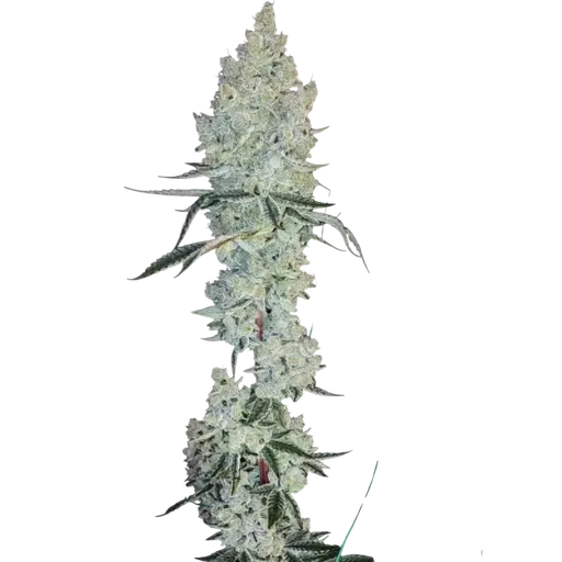Lemon Cherry Pie R1 | PHOTOFEM | Ethos Genetics