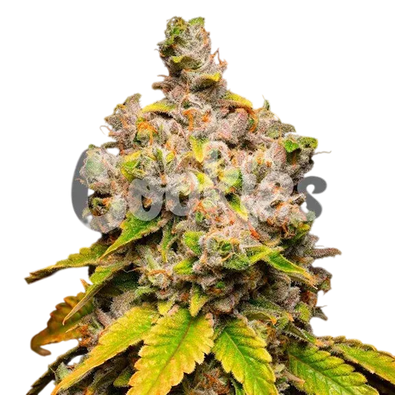 Lemon Cherry Sherb | PHOTOFEM | Cookies Seed Bank