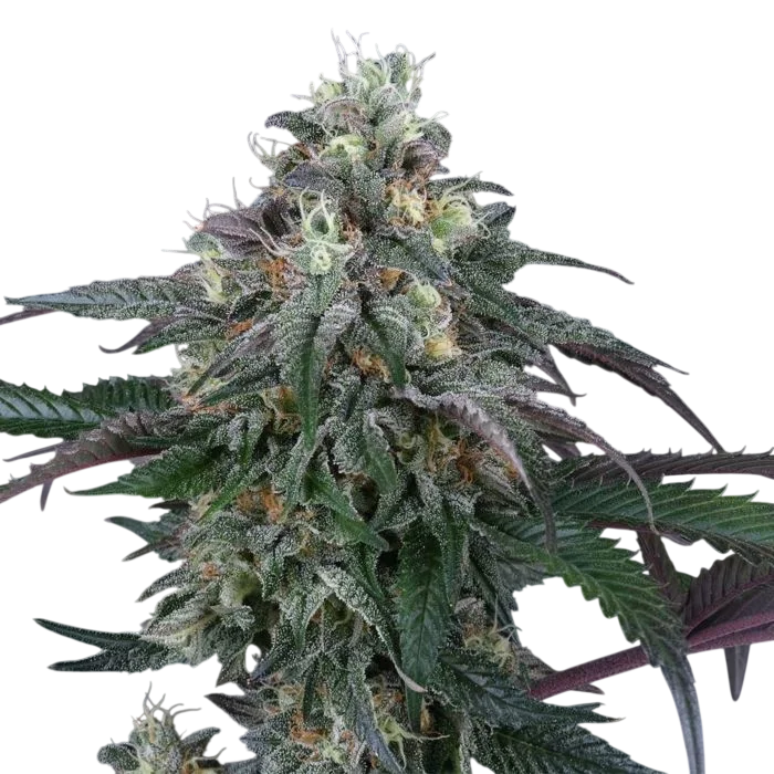 Lemon Curd | PHOTOFEM | Perfect Tree Seeds
