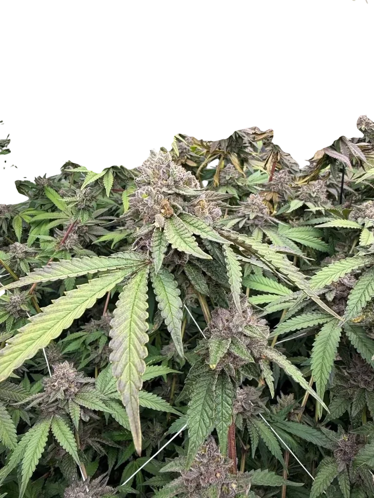 Biscotti Gelato – Produktansicht