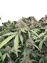Biscotti Gelato | PHOTOFEM | Fast Buds