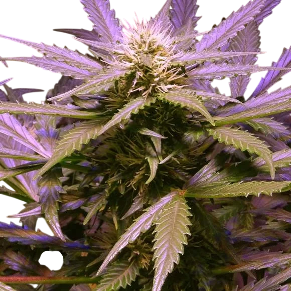 Lemon OG Haze | PHOTOFEM | Nirvana Seeds