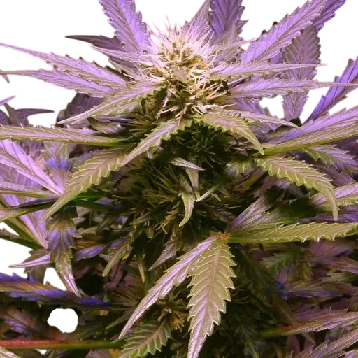 Lemon OG Haze
