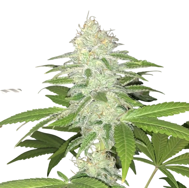 Lemon Sherbert | PHOTOFEM | Pheno Finder Seeds
