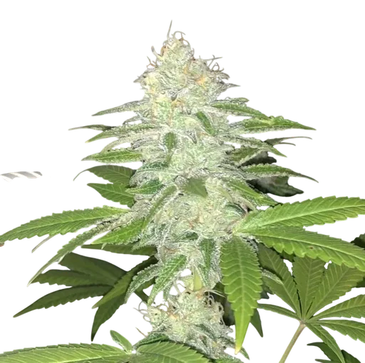 Lemon Sherbert