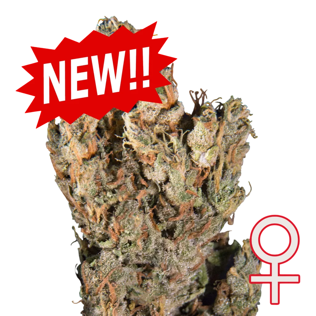 Lemon Sputnik Auto | AUTOFEM | K.C. Brains