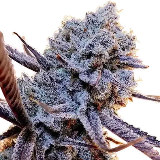Lilac Diesel RBX2 | PHOTOFEM | Ethos Genetics