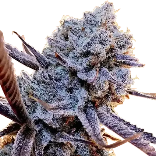 Lilac Diesel RBX2