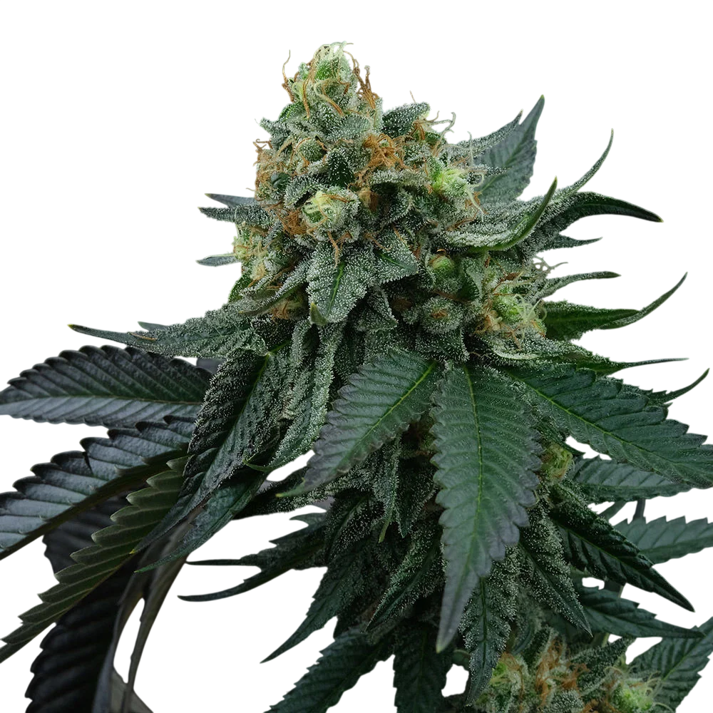 Lime Ozz | PHOTOFEM | Perfect Tree Seeds
