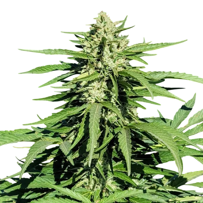 Limonene CBG | PHOTOFEM | Trilogene Seeds