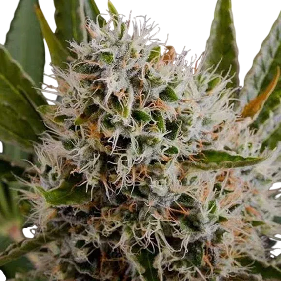 Lithium OG Kush | PHOTOREG | Nirvana Seeds