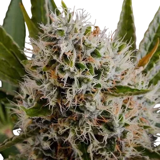 Lithium OG Kush