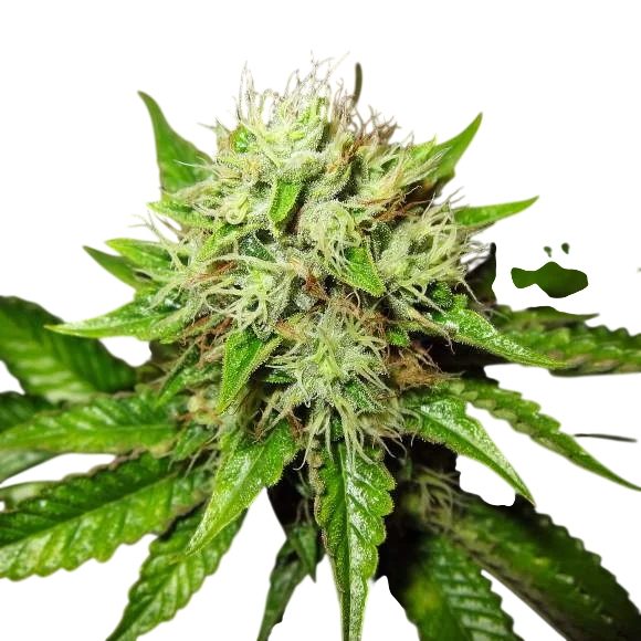 Lithium OG Kush Auto | AUTOFEM | Nirvana Seeds