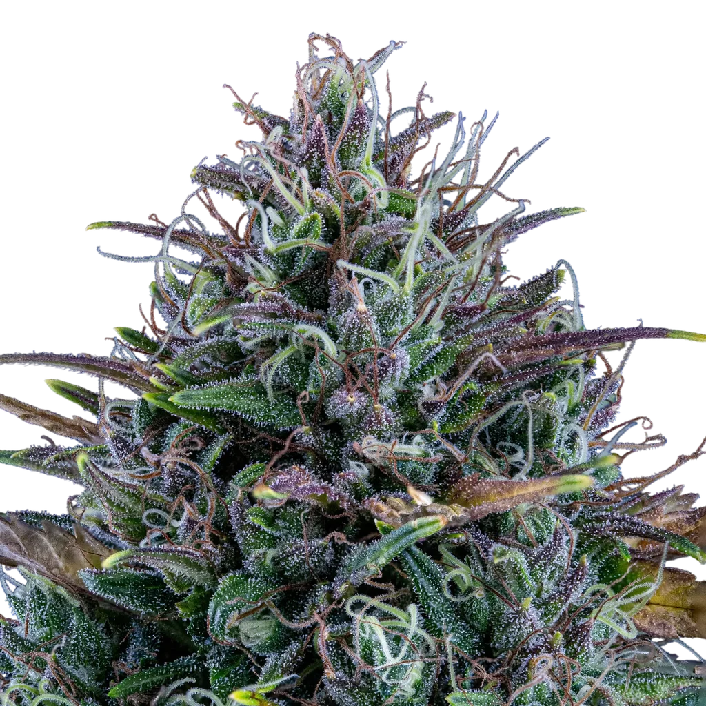 Livers Bx1 Auto | AUTOFEM | Mephisto Genetics