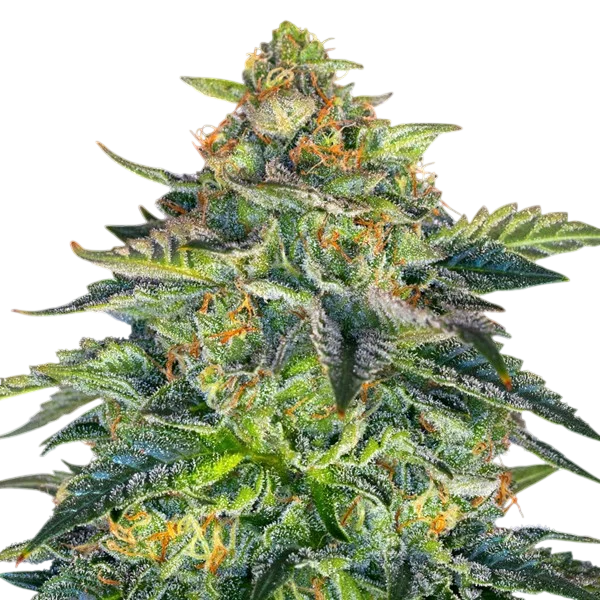London Cream Cake Auto | AUTOFEM | G13 Labs