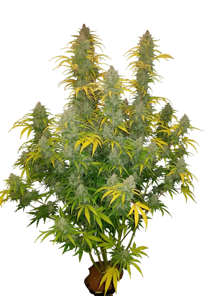 Blue Dream Auto | AUTOFEM | Fast Buds