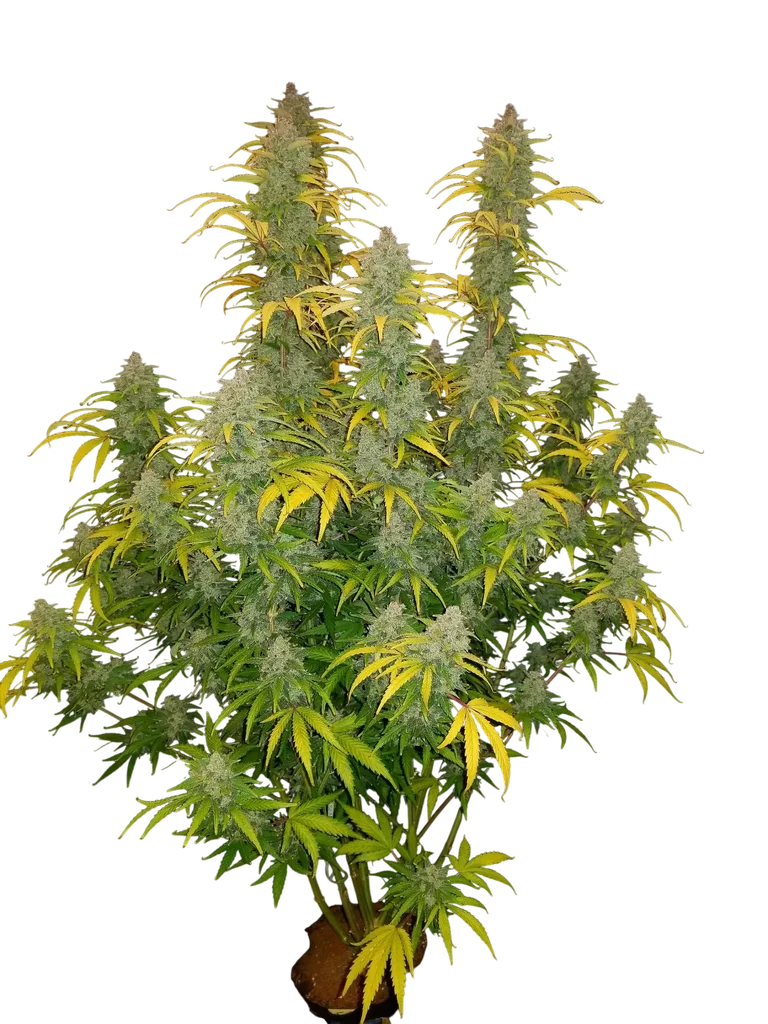 Blue Dream Auto | AUTOFEM | Fast Buds