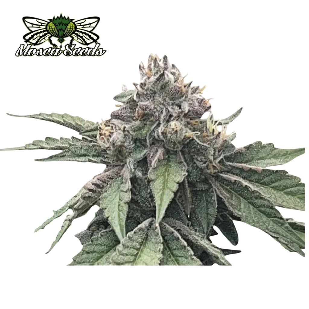 Loop Hole | PHOTOFEM | Mosca Seeds
