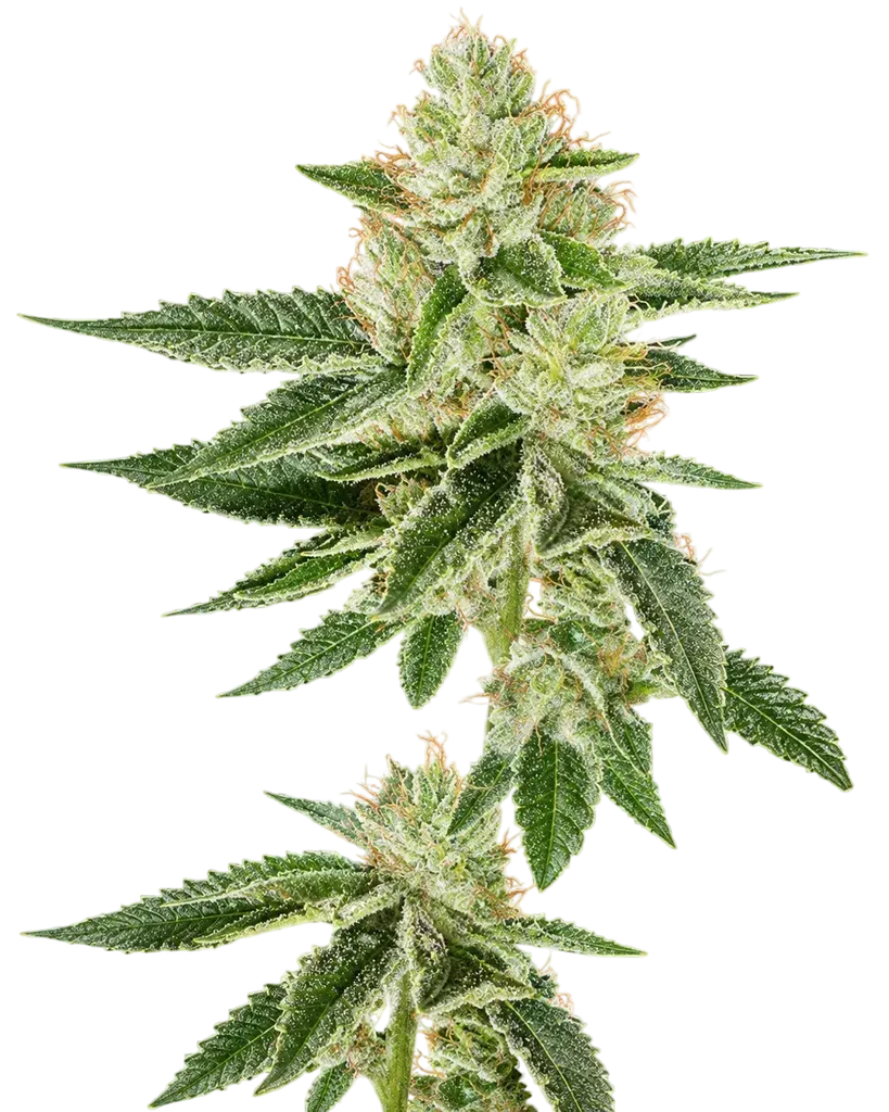 Louis XIII OG | PHOTOFEM | Cali Connection