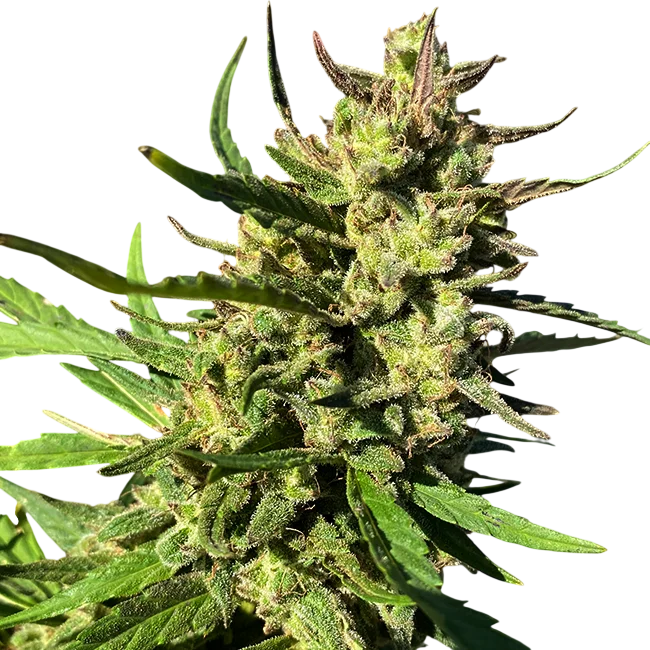 Lucky Lucy CBD | PHOTOFEM | Trilogene Seeds