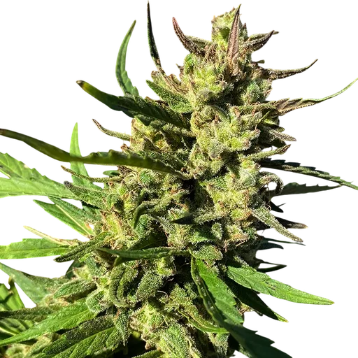 Lucky Lucy CBD