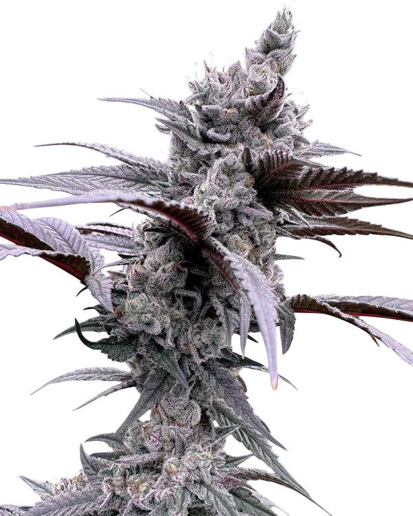 Lung Buster | PHOTOFEM | Solfire Gardens