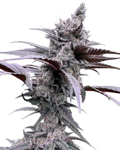 Lung Buster