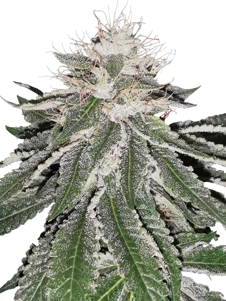 MAC 11 | PHOTOFEM | Pheno Finder Seeds