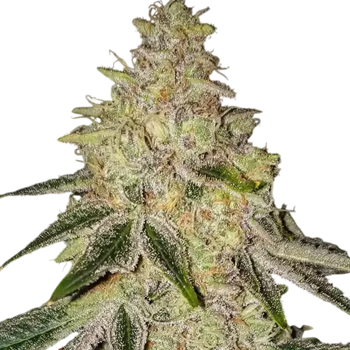 Mac n Jack R1 | PHOTOFEM | Ethos Genetics