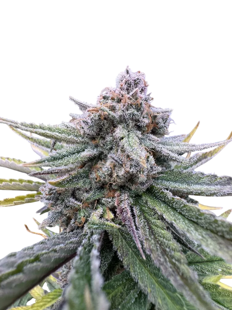 Cherry Cola Auto | AUTOFEM | Fast Buds