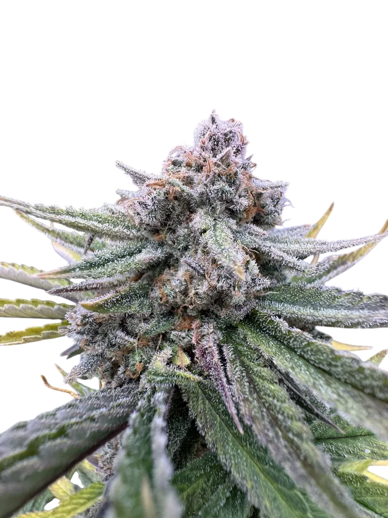 Cherry Cola Auto | AUTOFEM | Fast Buds