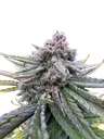 Cherry Cola Auto | AUTOFEM | Fast Buds