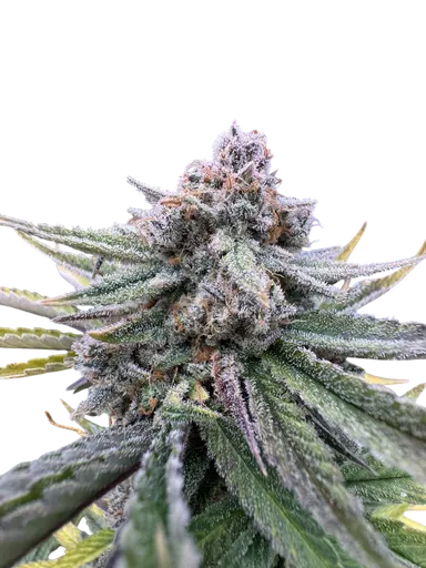 Cherry Cola Auto | AUTOFEM | Fast Buds