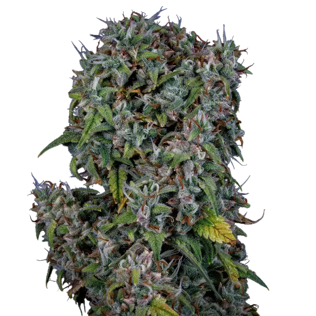 ManBearAlienPig Auto | AUTOFEM | Mephisto Genetics