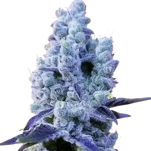 Mandarin Cookies V2