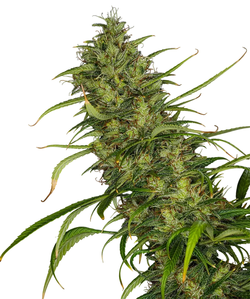 Mango Haze | PHOTOREG | Mr. Nice Seedbank