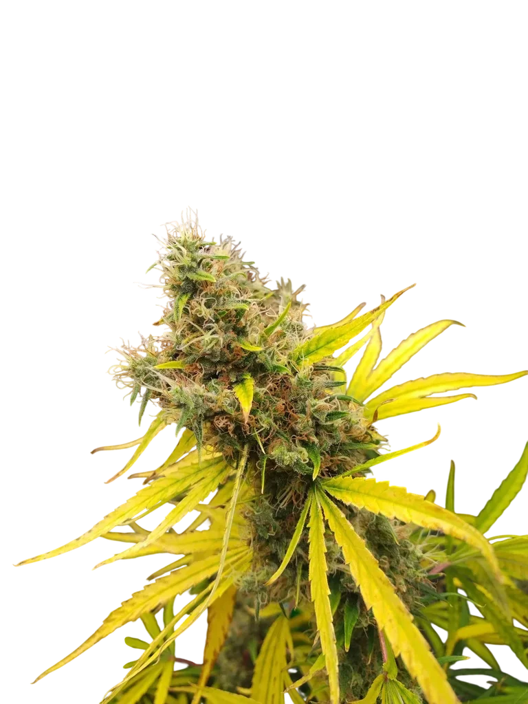 Mango Widow | PHOTOREG | Mr. Nice Seedbank