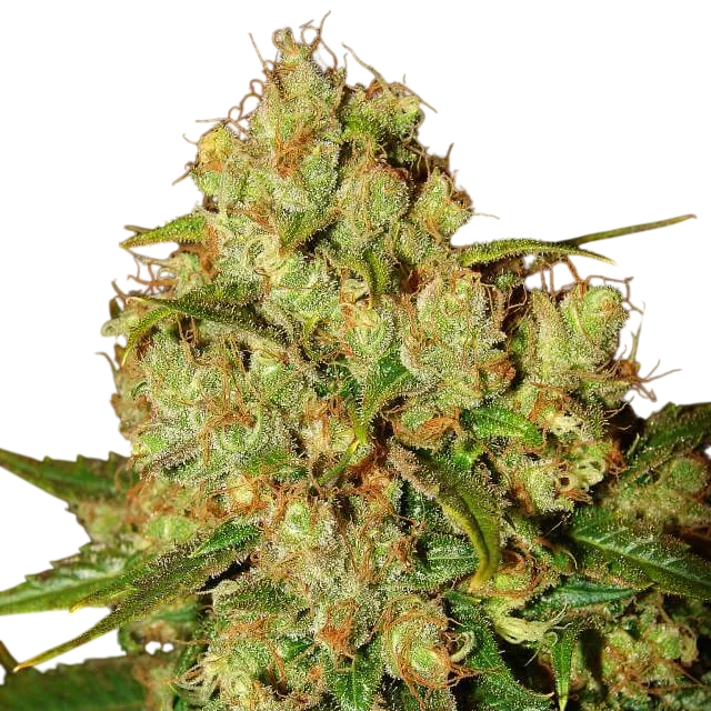 Master Kush – Produktansicht