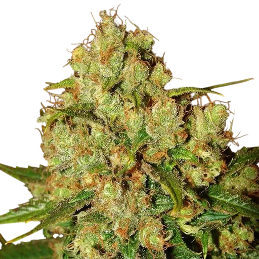 Master Kush