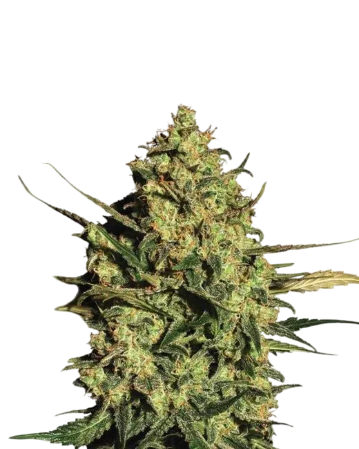 Master Kush Auto | AUTOFEM | Nirvana Seeds