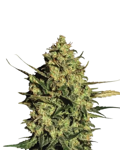 Master Kush Auto