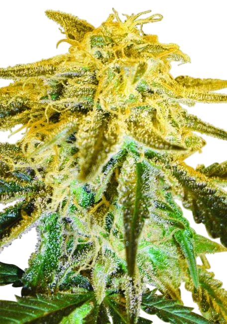 Master Kush | PHOTOREG | Nirvana Seeds