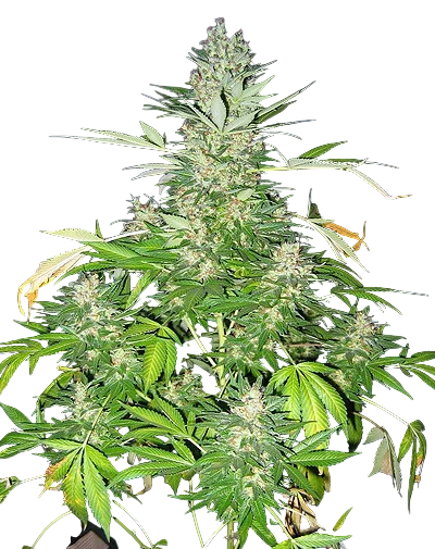 Master Kush x Skunk | PHOTOREG | Mr. Nice Seedbank