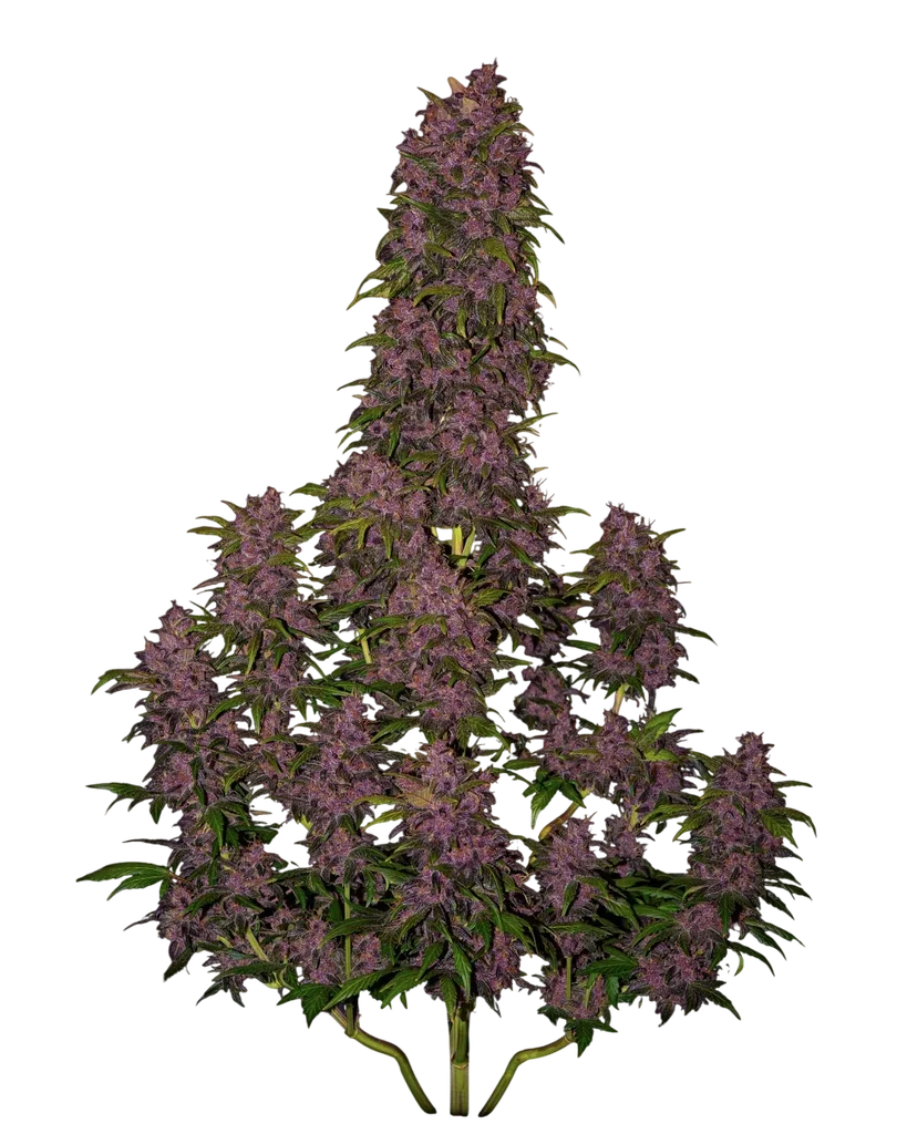 Crystal METH Auto – Produktansicht