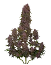 Crystal METH Auto | AUTOFEM | Fast Buds