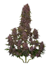 Crystal METH Auto | AUTOFEM | Fast Buds