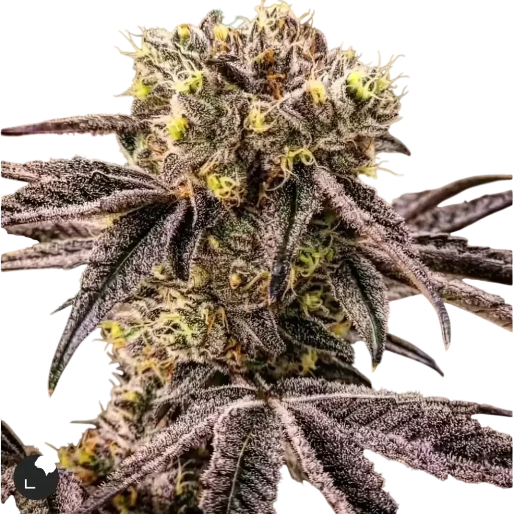 M.C. Nuggets R1 | PHOTOFEM | Ethos Genetics