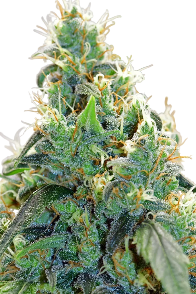 Medicine Man – Produktansicht