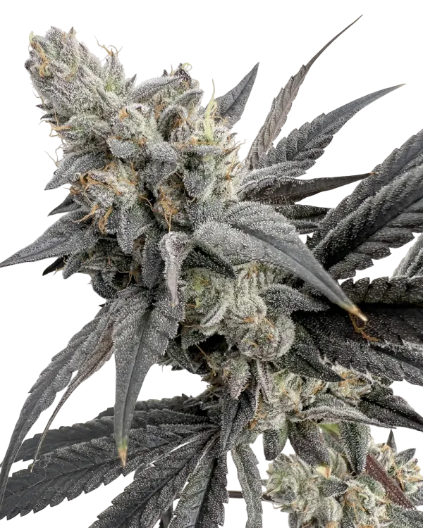 Mega Mind | PHOTOFEM | Solfire Gardens